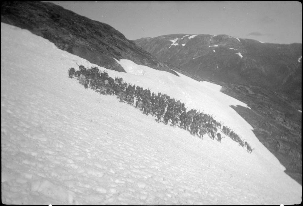En stor flokk reinsdyr i snøen på fjellet. Sorthvitt foto