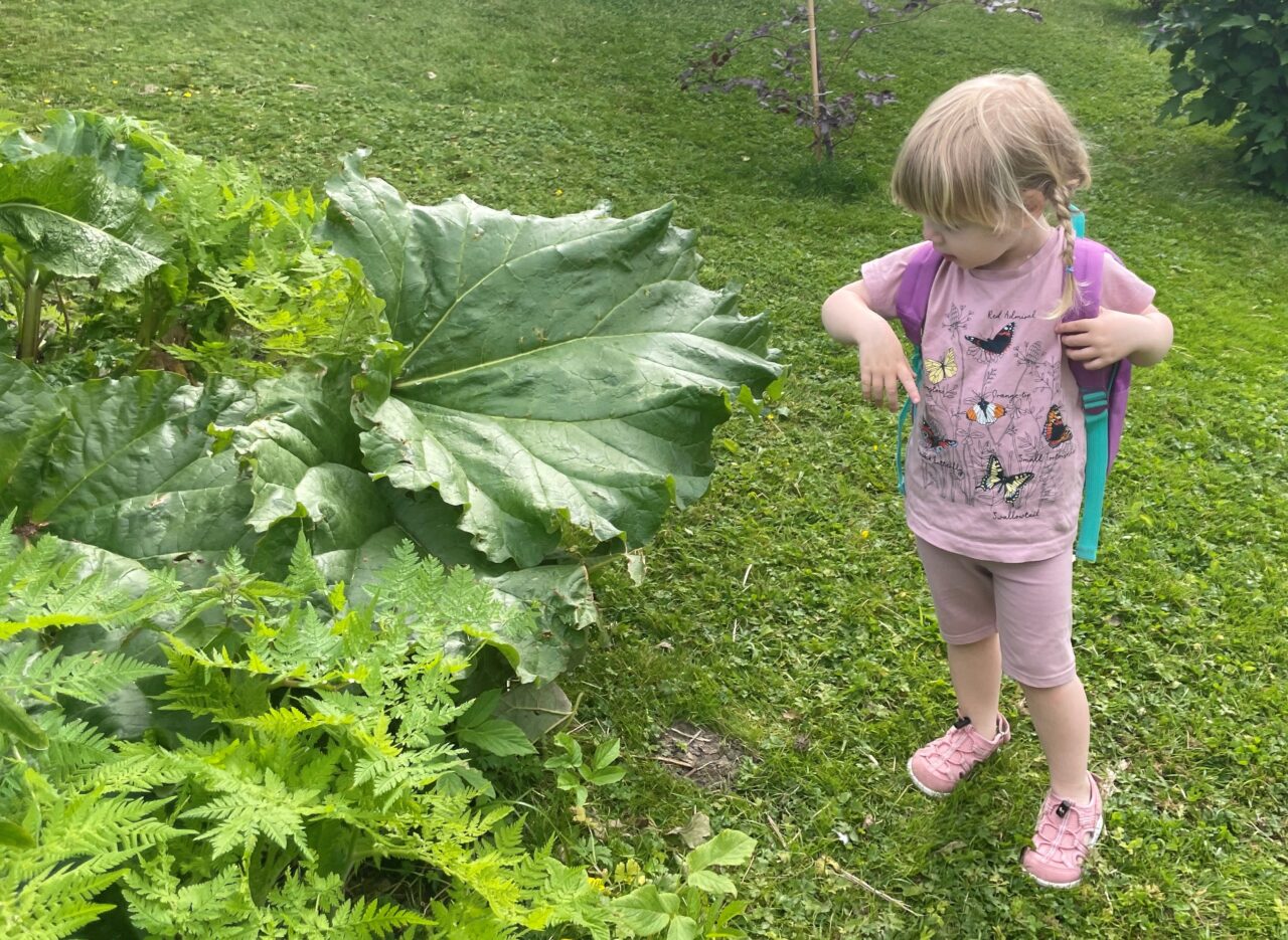 Et barn med rosa sommerklær og sekk på ryggen, studerer rabarbra. Rabarbrabladene kan bli imponerende store, særlig sett fra et barns perspektiv.