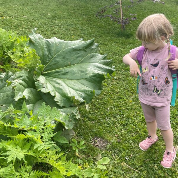 Et barn med rosa sommerklær og sekk på ryggen, studerer rabarbra. Rabarbrabladene kan bli imponerende store, særlig sett fra et barns perspektiv.