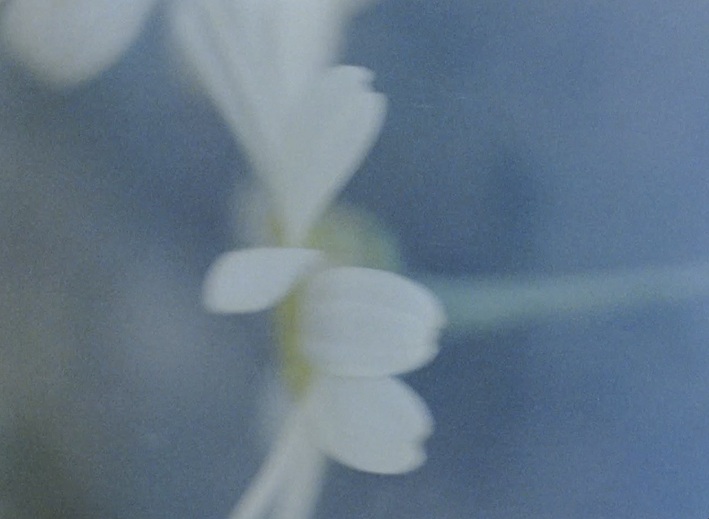 Hvit diffus blomst, med blå bakgrunn